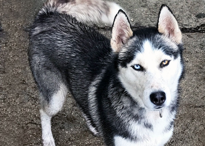 Les Mâles Et Femelles De Husky Du Vercors étalons Husky